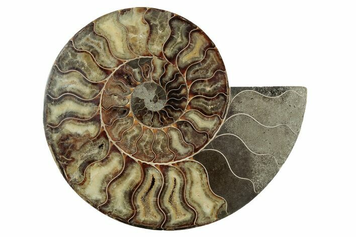 Cut & Polished Ammonite Fossil (Half) - Madagascar #342136